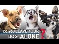 If You Ever Leave Your Dog Alone, Check This Out If You Ever Leave Your Dog Alone, Check This Out