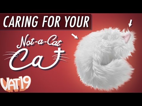 Not-a-Cat Cat: Care Guide - Not-a-Cat Cat: Care Guide