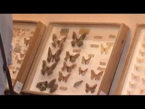 პეპლების გამოფენა აბრეშუმის მუზეუმში