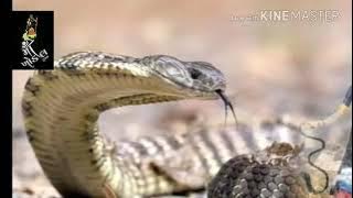 bethi BhiMRana Dham MoGal maat evi che BY KIRTIDAN GADHVI..