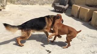German Shepherd and Boxer by Charan Singh Rathore  5,906,659 views 6 years ago 4 minutes, 48 seconds