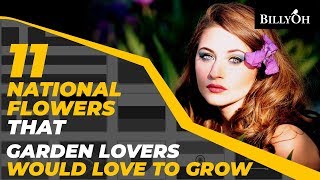 11 National Flowers Garden Lovers Would Love to Grow - Fun Gardening Facts From Around The World