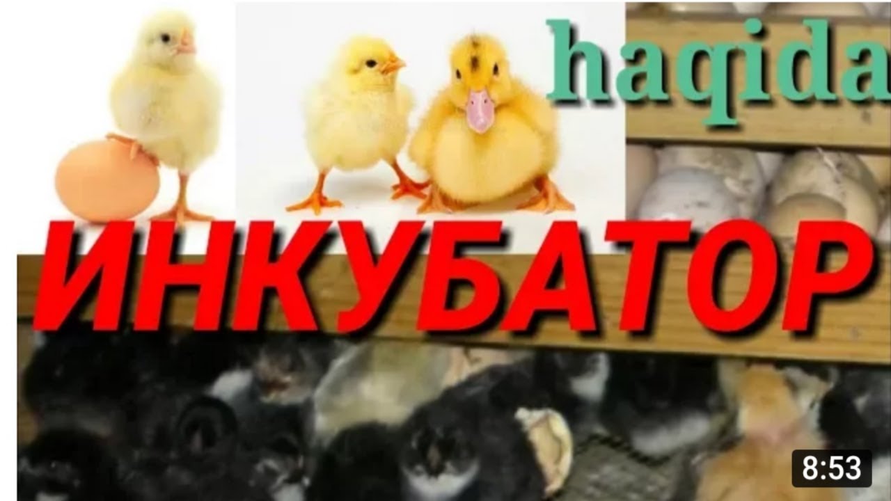 Инкубаторда Жужа очириш сирлари|Inkebatorda joʻja ochirish sirlari