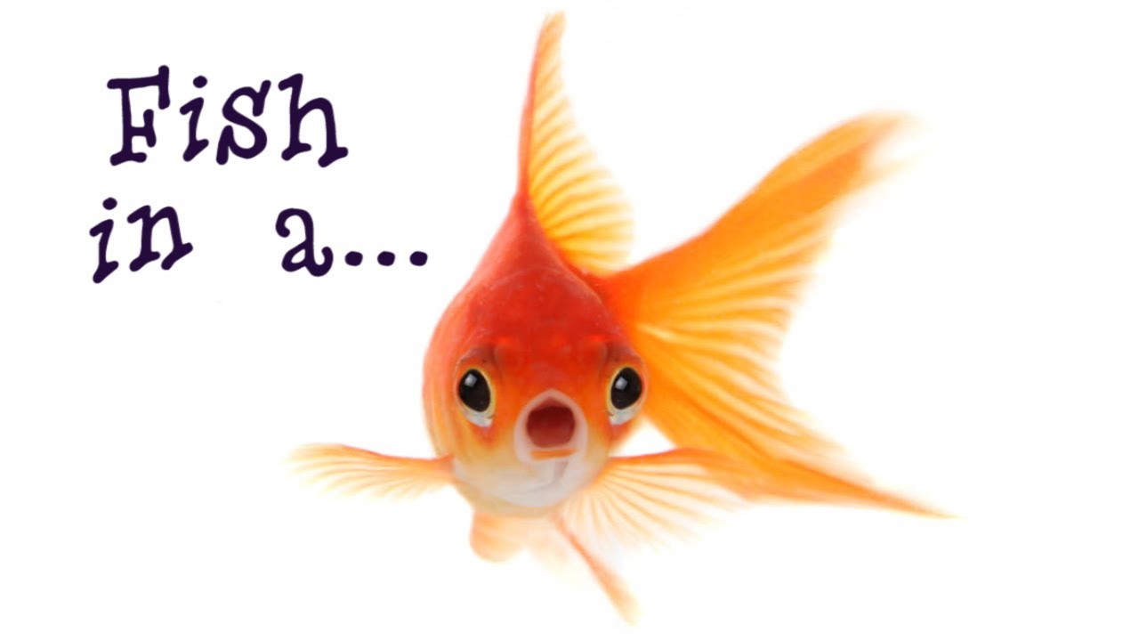 Fish in a... The Song YouTube