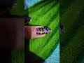 #Easy Nail Art Designs for Beginners 💅 | सुंदर नेल आर्ट डिज़ाइन #nailart #nails #artन्यू