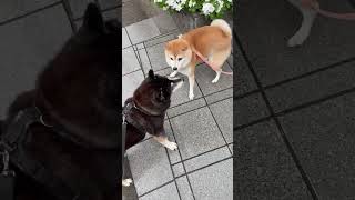 IMG 0039 マルちゃんの家の前を通りかかるとちょうどマルちゃんもお散歩に出るところでした