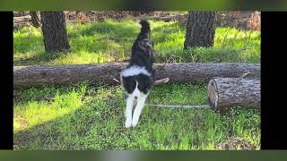 How high can these Border Collies jump.