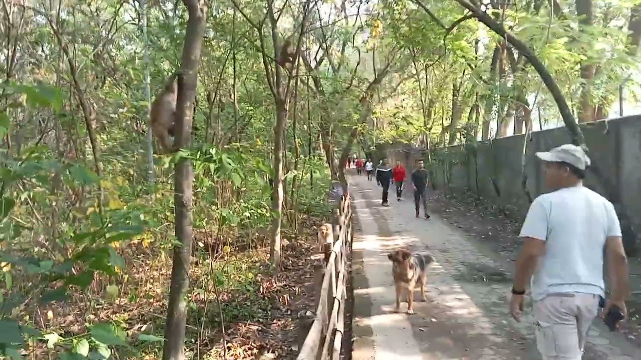 Monkey and bird watching in the queen's Forest