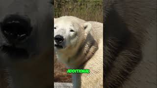 Arctic Survival Secrets: How Animals Thrive in Extreme Cold!