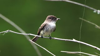 A Peaceful Moment in Nature | Aldridge Gardens