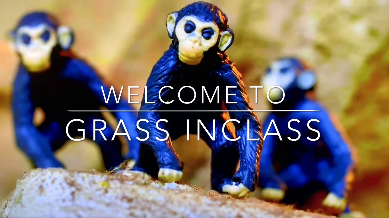 GRASS INCLASS MY FULL GARDEN