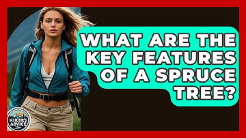 What Are The Key Features Of A Spruce Tree? - The Hiker