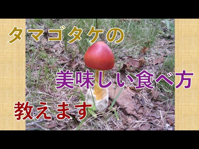 キノコ】タマゴタケ - YouTube