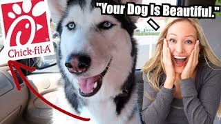 Siberian Husky Goes To Chick Fil A Restuarant!