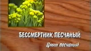 Бессмертник песчаный Бессмертник песчаный