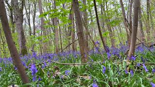 Успокаивающие звуки леса весной (и шум пролетающих самолетов)