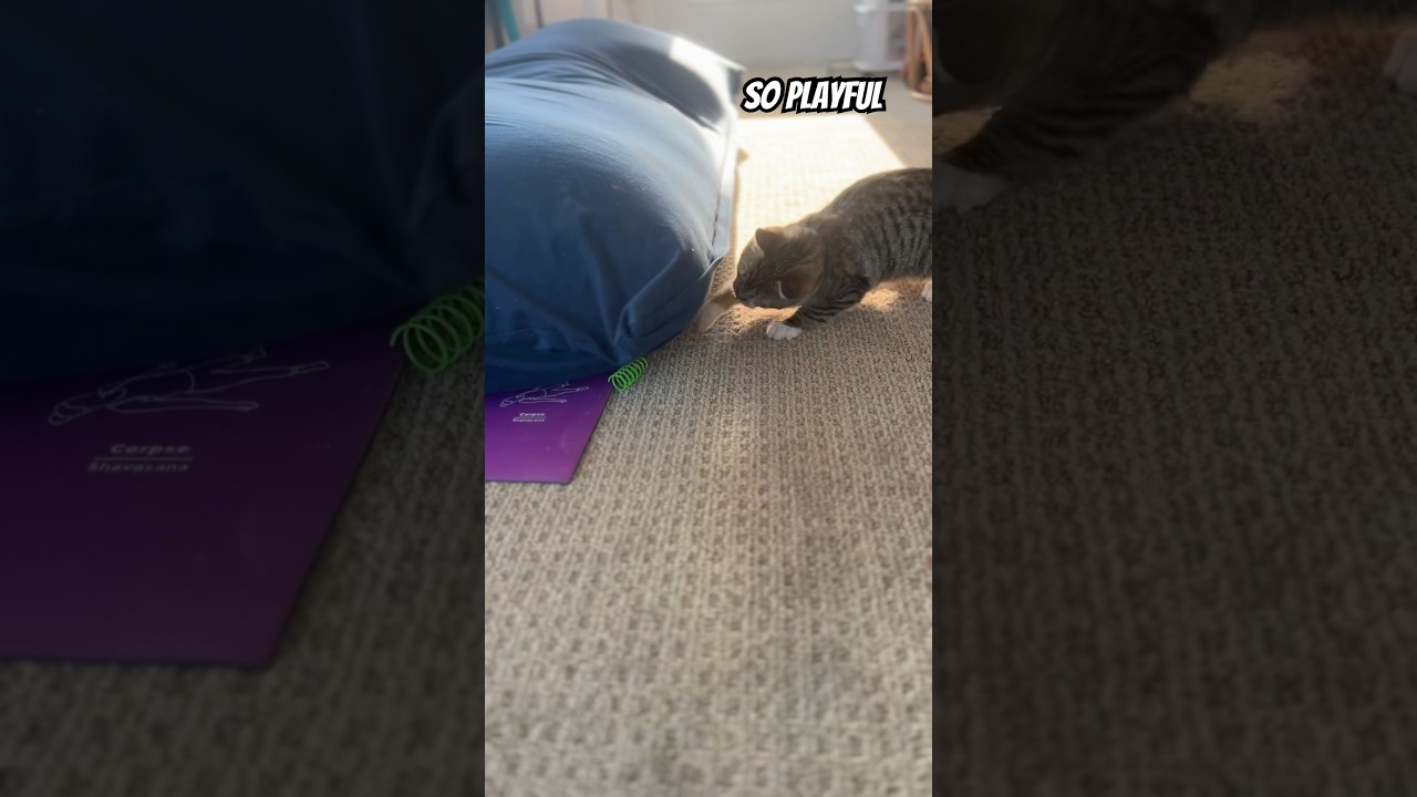 Playful IS The Vibe 🐾 