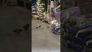 birds in lowes