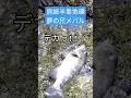 千葉県冬の夜磯で夢の尺メバル!房総半島磯釣り #メバル #メバリング #メバル釣り #フロートゲーム #シャローフリーク #fishing #fishingjapan