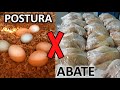 POSTURA x CORTE: QUAL A MELHOR OPÇÃO?