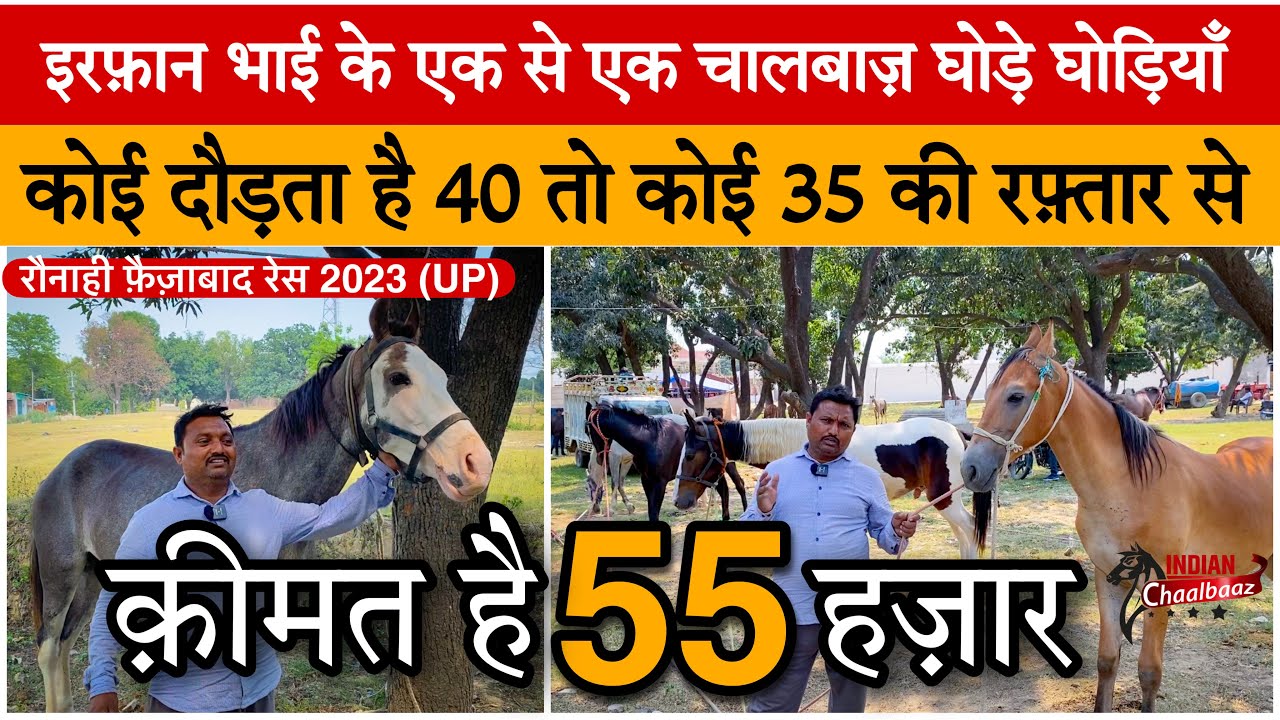 इरफ़ान भाई के चालबाज़ घोड़े घोड़ियाँ क़ीमत है 55 हज़ार Faizabad Race 2023