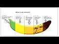 Banan Ripeness stage chart video