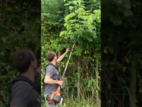 Vídeo: Quando cortar uma cerca de espinhos?