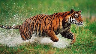 5 Animals Surprisingly More Deadly Than Sharks