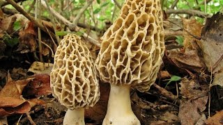 how to identify a true morel mushroom (made easy)