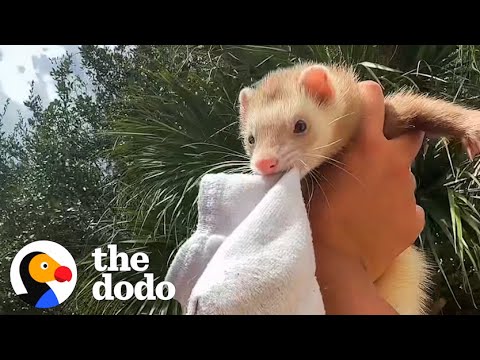 Ferret Keeps Stealing Her Family's Stuff - The Dodo