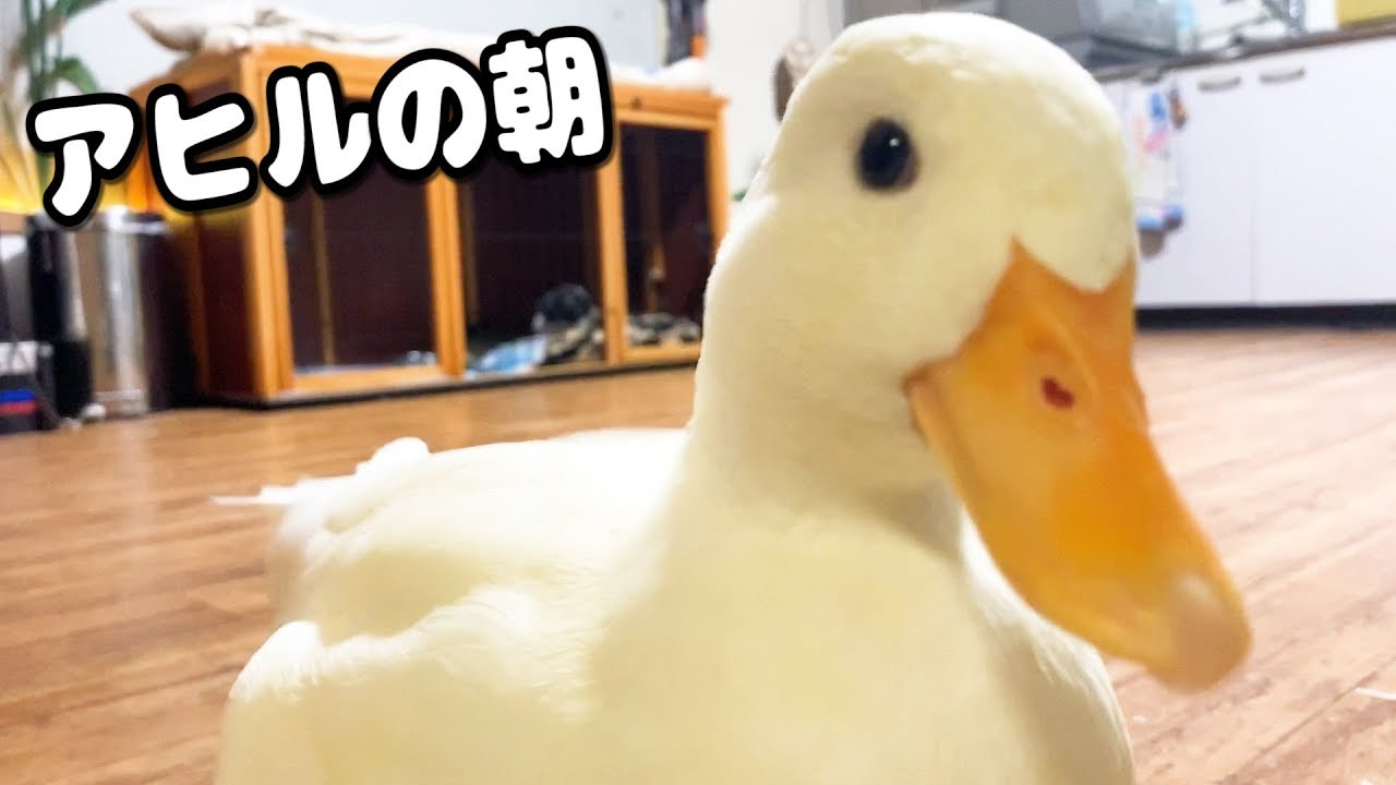 アヒルの朝のモーニングルーティン【コールダック ねぎま】 - YouTube