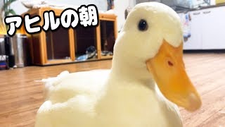 アヒルの朝のモーニングルーティン【コールダック ねぎま】