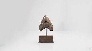 The Fossil Store Megalodon Shark Tooth 4.96