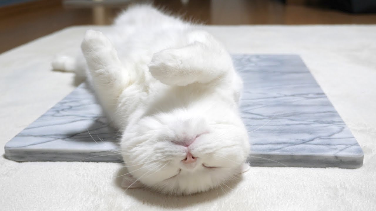 ENG) Pomu lies on her back on a cold marble plate! - YouTube