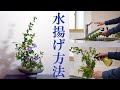 【生け花】水揚げから生けるまで【ikebana】水切り、逆さ水/improve the flower's ability to drink up water/tips/提高花朵喝水的能力/持久花