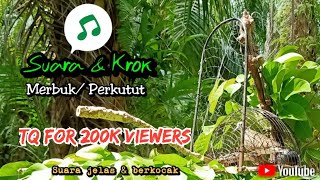 ▶️Suara Pikat Perkutut Merbuk Meratus & Kerok