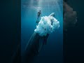 The Whale’s Breath 🌊 | A Diver Lifted by Nature’s Gentle Giant   #bluewhale #underwater #nature