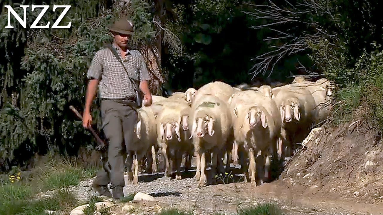 Das harte Leben auf der Alp: Hirten in den Allgäuer Bergen | Zwischen Spessart und Karwendel | BR