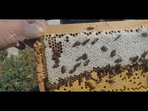 Beekeeping. A perfect frame