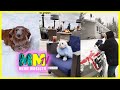 Dean Martin - Let It Snow! Mostly Pets TikTok Compilation