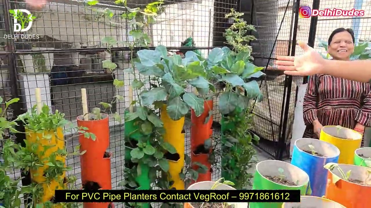 Mithilesh with Shashi bala madam - Veg Roof Vegetable Gardening   Video Coverage 8