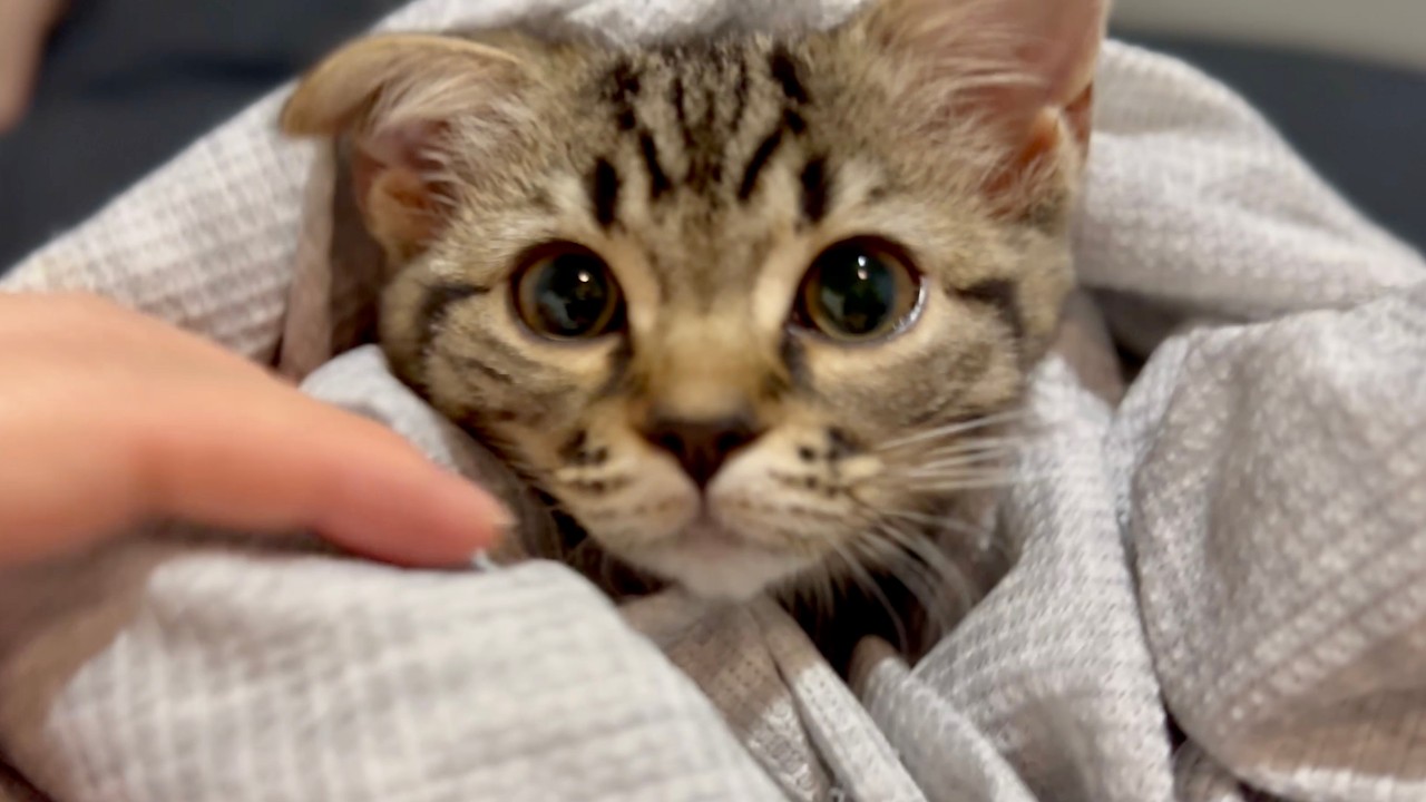 天使】スコティッシュの子猫をタオルで包んだら可愛すぎた!!笑