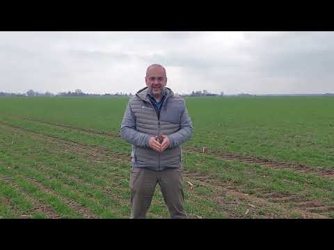 Video: Scheibenegge angebaut, geteilt und gezogen. Scheibenegge: Übersicht, Eigenschaften, Typen und Bewertungen