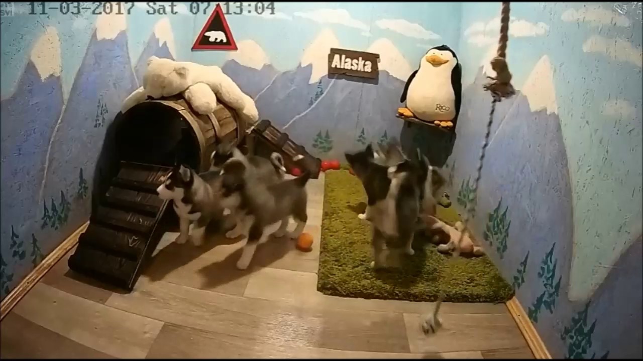 Хасята, г. Ровно. - YouTube