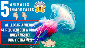 ¿Cuál es el animal que envejece más lentamente?