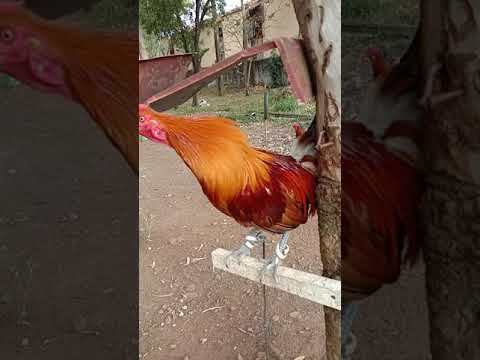 Video: Toulouse Pinalamanan Na Manok