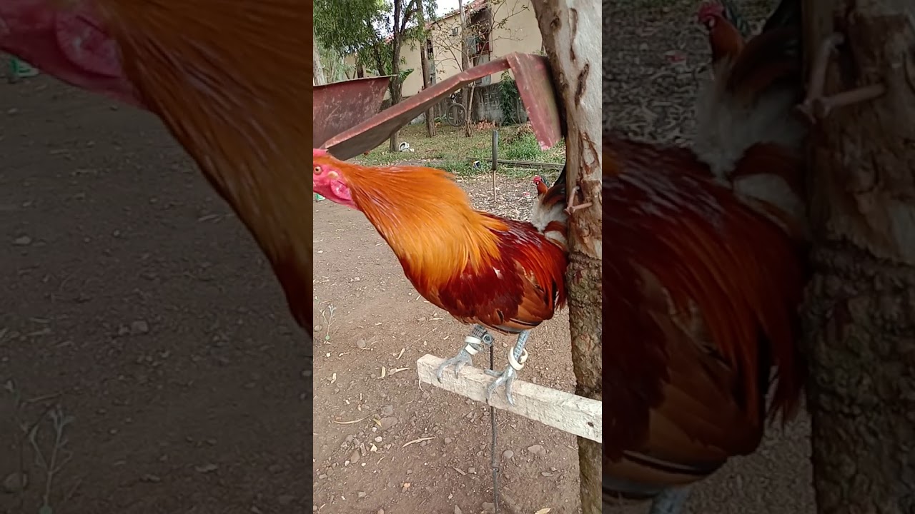 senyaladong manok na Pinalalahian.