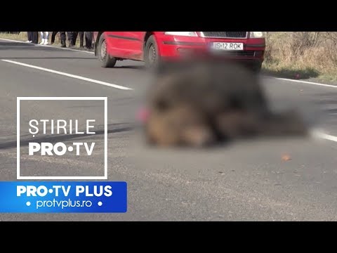 Primele Stiri Video Novostink