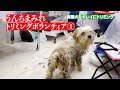 【多頭飼育崩壊】うんちまみれの小型犬をトリミング①:671