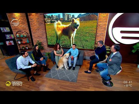 ლანჩხუთელი ჰაჩიკო - ლიანდაგებთან მიტოვებული აკიტა და  კეთილი ადამიანებით შეცვლილი  ცხოვრება